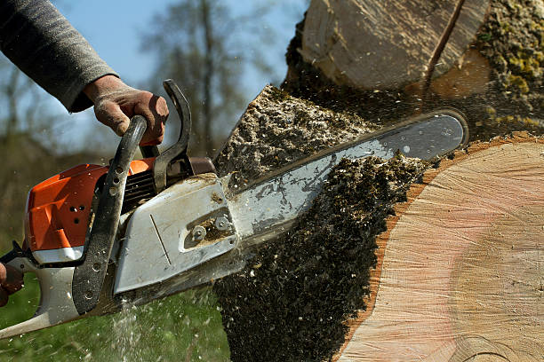 Trusted Metter, GA Tree Removal Experts